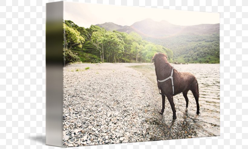 Dog Walking Lake District Stallion, PNG, 650x493px, Dog, Broadcaster, Dog Walking, Grass, Horse Download Free