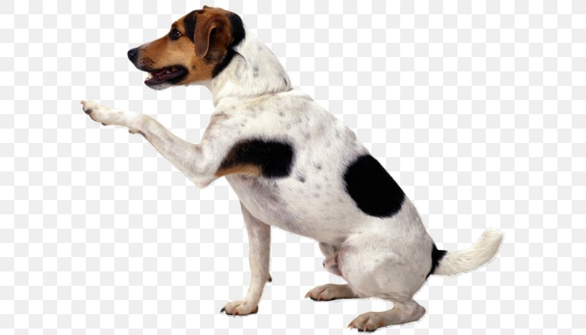 Jack Russell Terrier Puppy Shih Tzu Pet Sitting Cat, PNG, 600x469px, Jack Russell Terrier, American Foxhound, Cat, Companion Dog, Dog Download Free