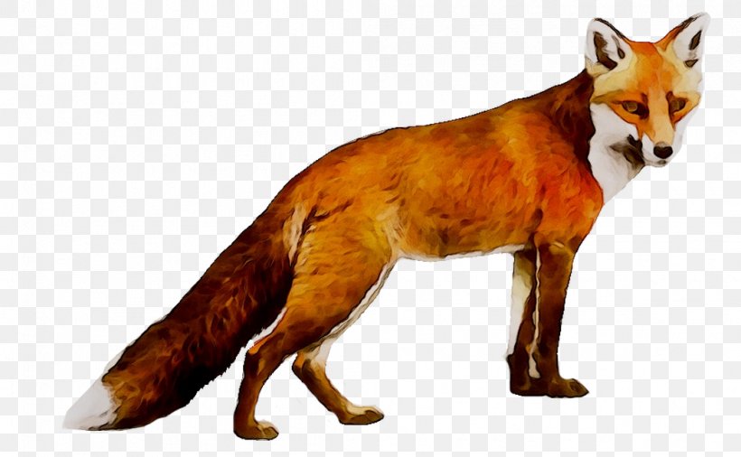 Red Fox Wolf Coyote Dhole, PNG, 1046x646px, Red Fox, African Wild Dog, Animal Figure, Blackbacked Jackal, Canidae Download Free