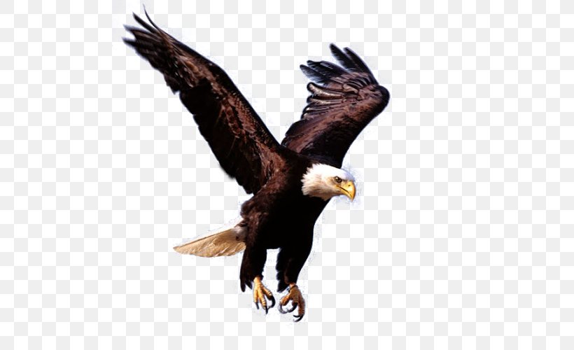 Bald Eagle, PNG, 500x500px, Bald Eagle, Accipitriformes, Beak, Bird, Bird Of Prey Download Free