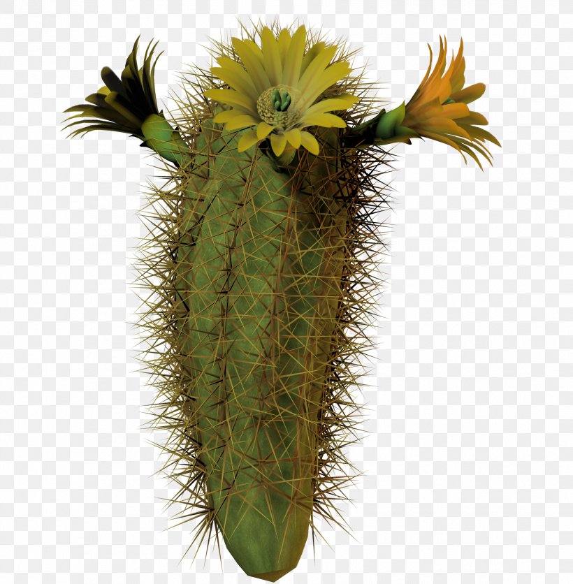 Cactaceae Plant Clip Art, PNG, 1882x1920px, Cactaceae, Cactus, Cactus Garden, Caryophyllales, Desert Download Free