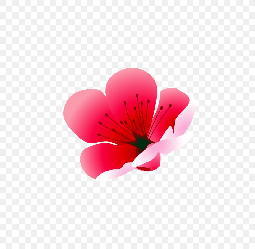 Pink Plum Blossom Drawing, PNG, 800x800px, Pink, Blossom, Cartoon, Designer, Drawing Download Free
