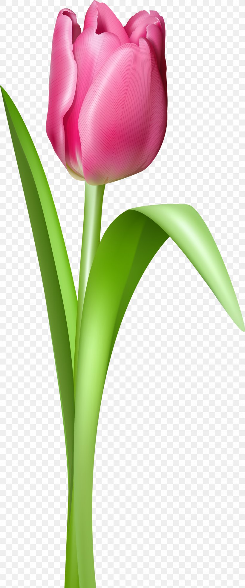 Tulip Clip Art, PNG, 1462x3509px, Tulip Mania, Alpha Compositing, Black Tulip, Bud, Close Up Download Free