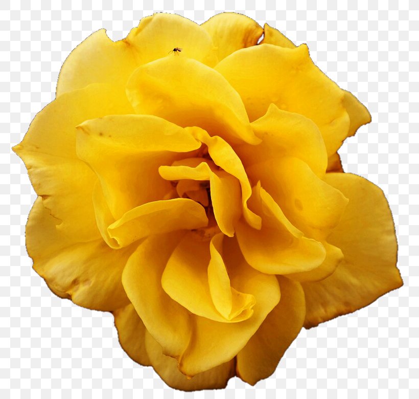 Yellow Flower Rose, PNG, 818x780px, Yellow, Color, Cut Flowers, Deviantart, Flower Download Free