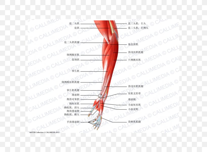 Nerve Brachialis Muscle Forearm, PNG, 600x600px, Watercolor, Cartoon, Flower, Frame, Heart Download Free