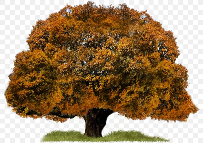Tree WebP Clip Art, PNG, 800x579px, Tree, Autumn, Biome, Deciduous, Fractal Tree Index Download Free
