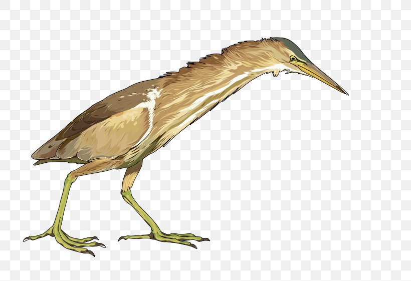 Bitterns Green Heron Bird Little Bittern, PNG, 800x561px, Heron, American Bittern, Beak, Bird, Bittern Download Free