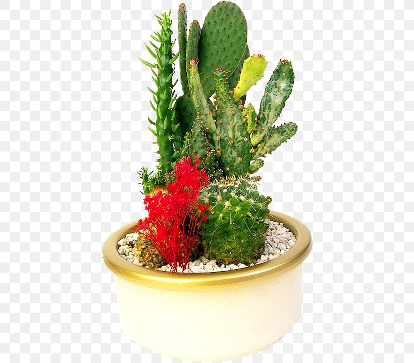 Cactaceae Flowerpot Bonsai, PNG, 422x719px, Cactaceae, Bonsai, Cactus, Caryophyllales, Cutting Download Free