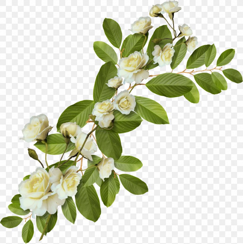 Information Digital Image Leaf Clip Art, PNG, 1485x1491px, Information, Blossom, Branch, Cut Flowers, Digital Image Download Free