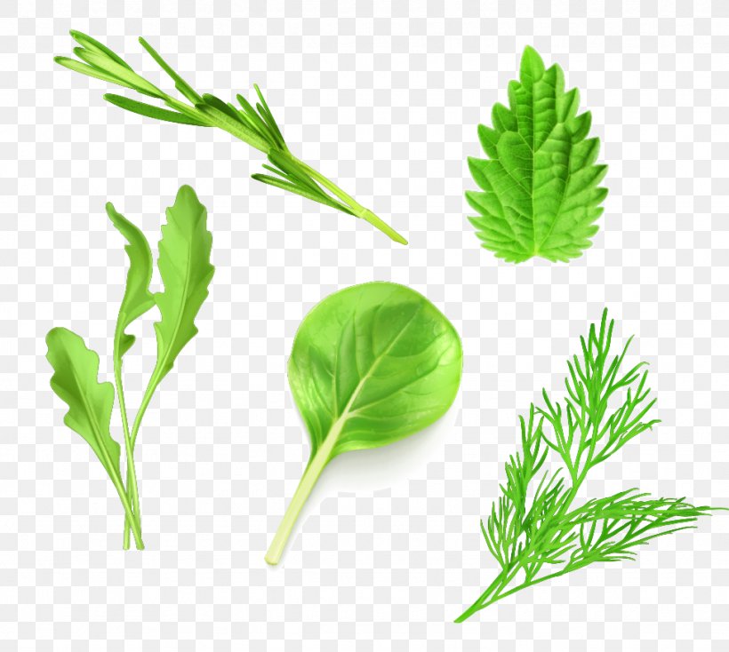 Leaf Vegetable Lettuce Arugula, PNG, 974x873px, Leaf Vegetable, Arugula, Food, Grass, Herb Download Free