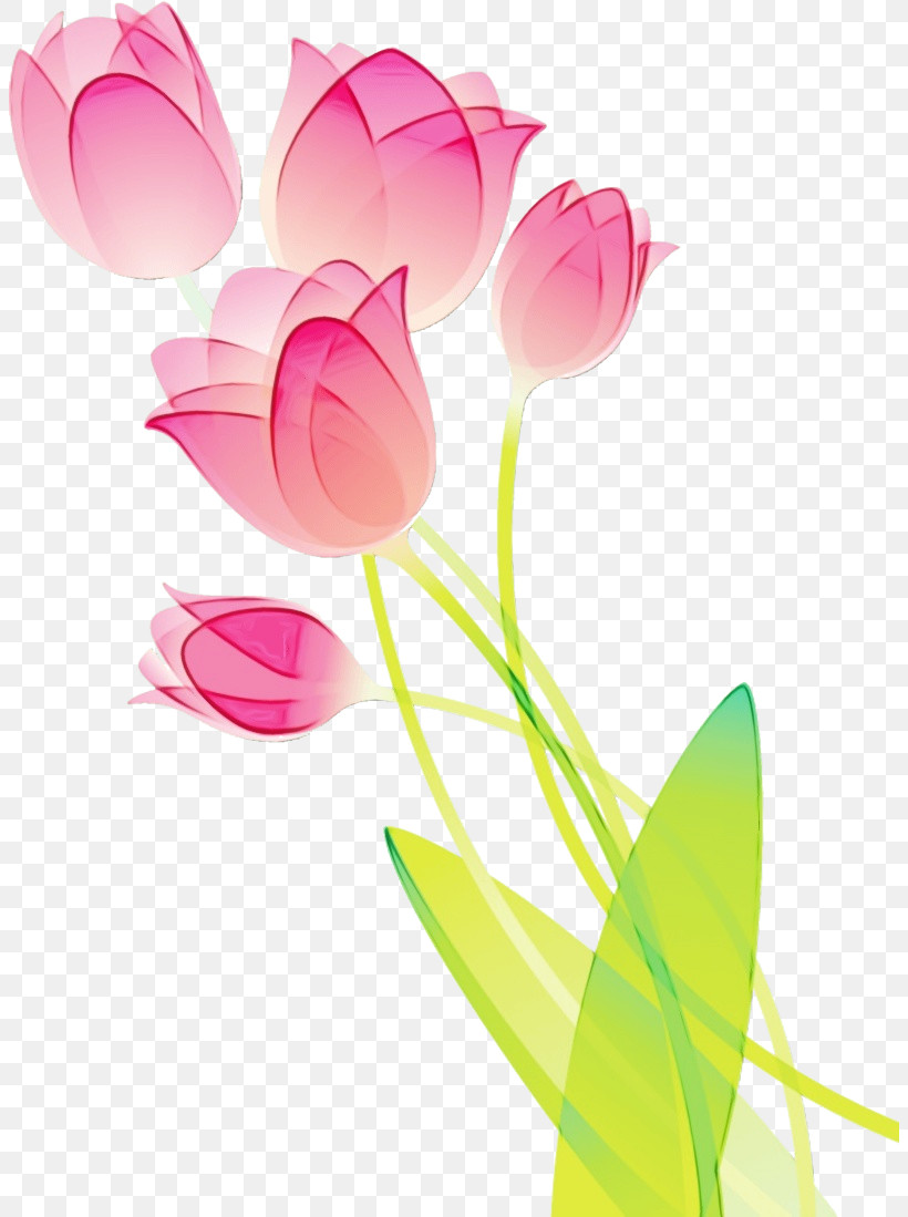 Pink Flower Petal Tulip Plant, PNG, 804x1099px, Watercolor, Cut Flowers, Flower, Lily Family, Magenta Download Free