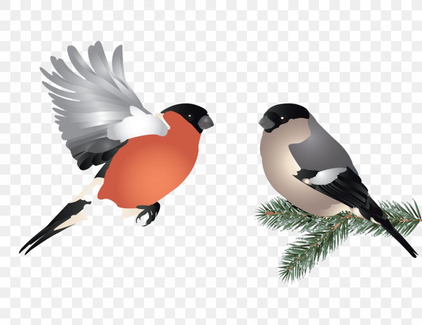 Bird Flight Illustration, PNG, 1000x773px, Bird, Beak, Eurasian Bullfinch, Feather, Finch Download Free