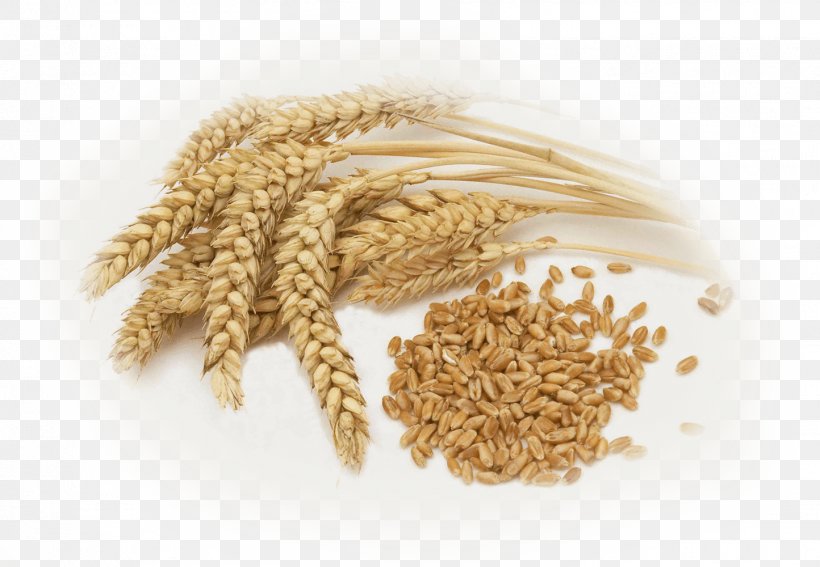 Common Wheat Whole Grain Wheat Berry Cereal, PNG, 1444x1000px, Common Wheat, Avena, Bran, Cereal, Cereal Germ Download Free