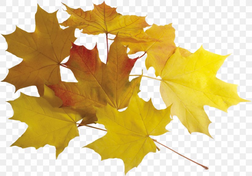 Leaf Autumn Clip Art, PNG, 1200x840px, Leaf, Autumn, Computer Software, Dots Per Inch, Maple Leaf Download Free