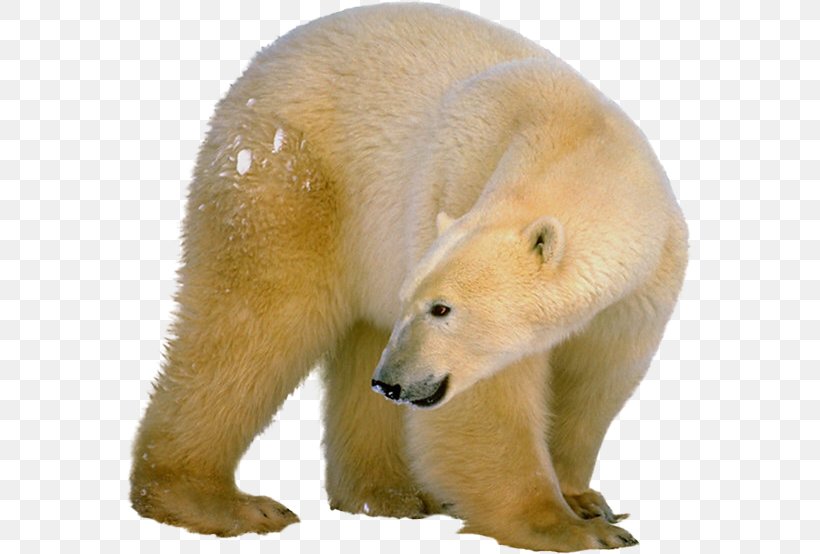 Polar Bear Brown Bear Clip Art, PNG, 569x554px, Polar Bear, Animal, Bear, Bears, Brown Bear Download Free