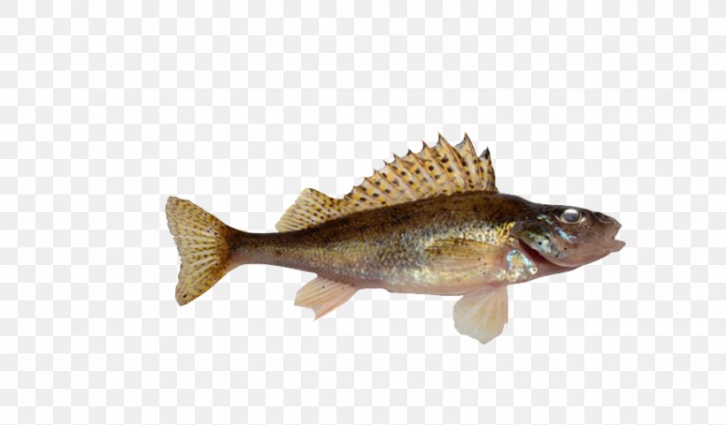 Tilapia Fish Fin, PNG, 869x510px, Tilapia, Barramundi, Bass, Bony Fish, Carp Download Free
