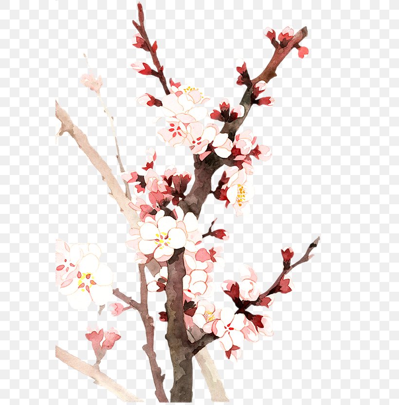 Yushui Cherry Blossom Flower, PNG, 591x833px, Yushui, Apricot, Blossom, Branch, Cherry Blossom Download Free