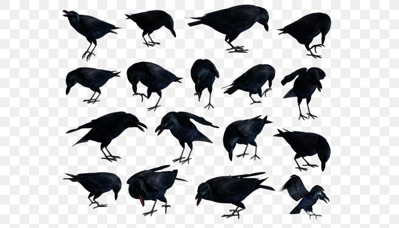 American Crow Rook Common Raven Clip Art, PNG, 600x468px, American Crow, Beak, Bird, Common Raven, Crow Download Free