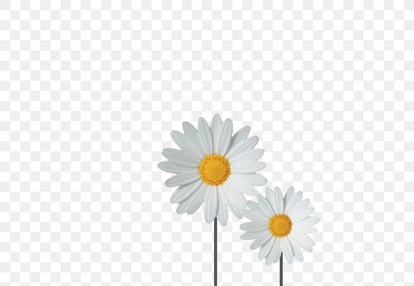 Flower Common Daisy Daisy-Doo Sticker Afghan, PNG, 567x567px, Flower, Afghan, Common Daisy, Cut Flowers, Daisy Download Free