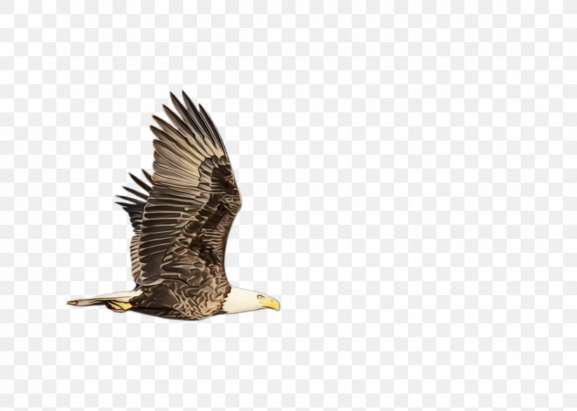 Flying Bird Background, PNG, 2368x1692px, Flying Eagle, Accipitridae, Bald Eagle, Beak, Bird Download Free