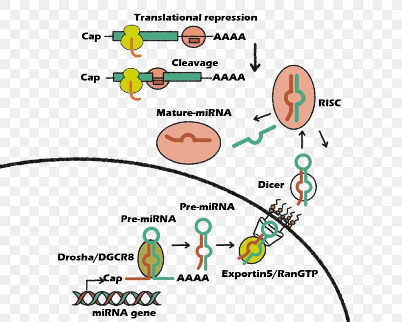 MicroRNA MIRN21 Induced Pluripotent Stem Cell Antagomir MiR-122, PNG, 1000x800px, Microrna, Area, Biogenesis, Diagram, Drosha Download Free