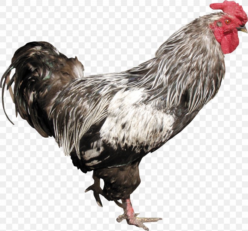 Chicken Rooster Clip Art, PNG, 2570x2396px, Denizli Chicken, Beak, Bird, Button, Chicken Download Free