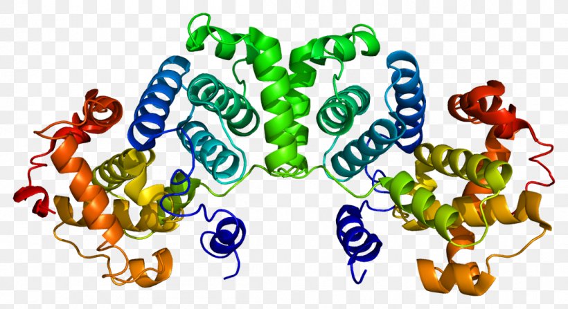 Cyclin B1 Cyclin-dependent Kinase 1 Mitosis, PNG, 1104x602px, Cyclin B1, Area, Cell, Cell Cycle, Cyclin Download Free