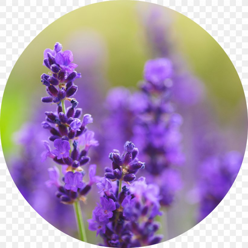 English Lavender French Lavender Lamiaceae Flower, PNG, 2000x2000px, English Lavender, Absolute, Bud, Common Sage, Essential Oil Download Free
