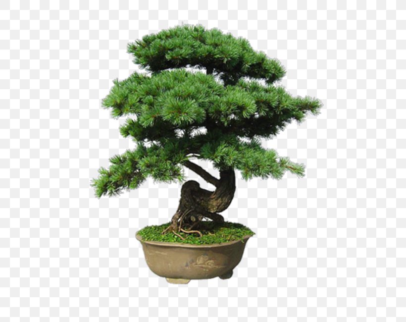 Indoor Bonsai Tree Flowerpot, PNG, 650x650px, Bonsai, Flowerpot, Garden, Houseplant, Indoor Bonsai Download Free