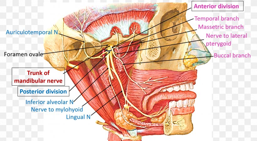 Mandibular Nerve Trigeminal Nerve Mandible Anatomy, PNG, 1962x1080px, Watercolor, Cartoon, Flower, Frame, Heart Download Free