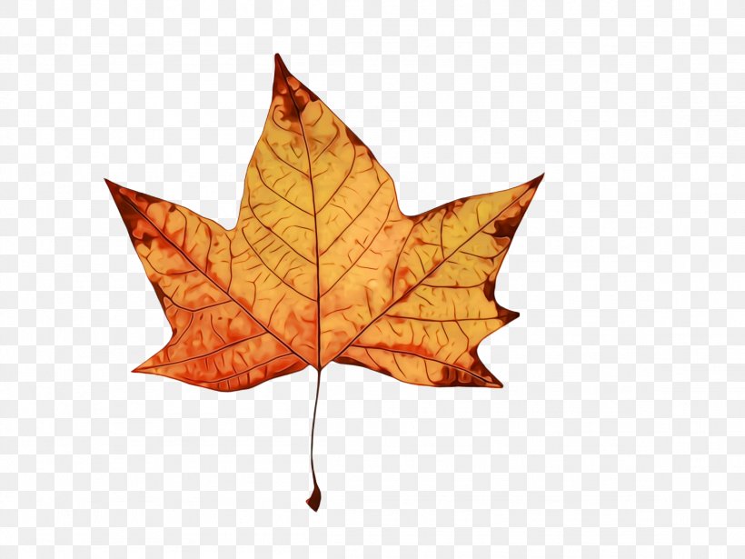 Maple Leaf, PNG, 2308x1732px, Watercolor, Black Maple, Deciduous, Leaf, Maple Leaf Download Free