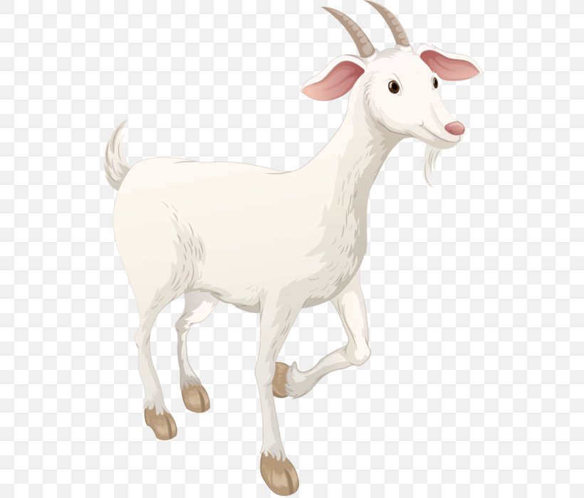 Sheep Boer Goat Highland Cattle Pasture Caprinae, PNG, 567x700px, Sheep, Animal, Animal Figure, Boer Goat, Caprinae Download Free