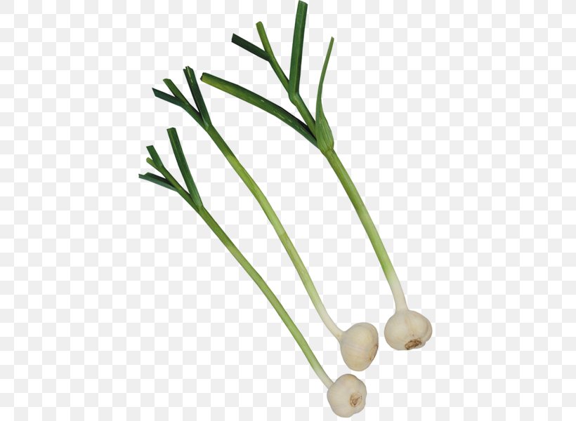 Garlic Vegetable Onion Condiment Beer, PNG, 426x600px, Garlic, Bay Leaf, Beer, Cholesterol, Commodity Download Free