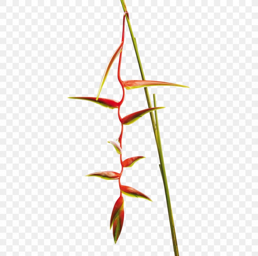 Twig Plant Stem Leaf Flower Line, PNG, 870x864px, Twig, Branch, Family, Flora, Flower Download Free