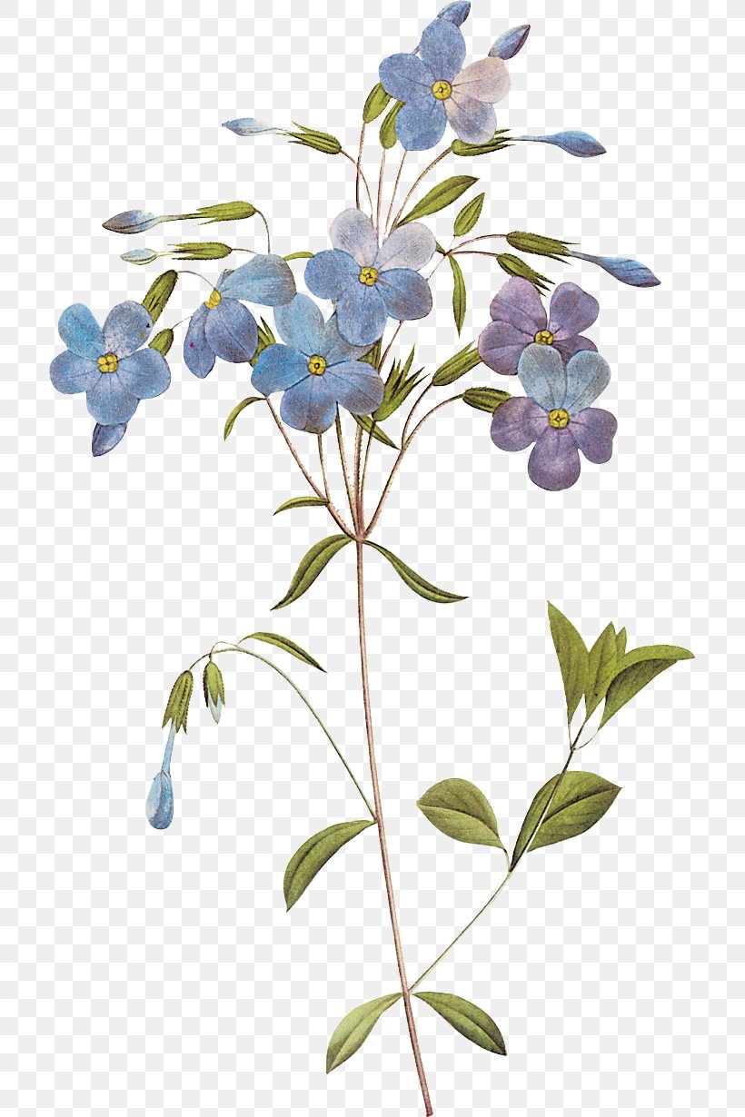 Botany Flower Art Painting, PNG, 711x1230px, Botany, Art, Art Museum, Blue, Branch Download Free