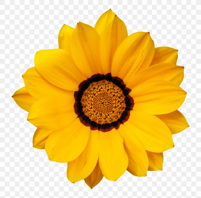 Flower Color Clip Art, PNG, 1600x1576px, Flower, Art, Calendula, Chrysanths, Color Download Free