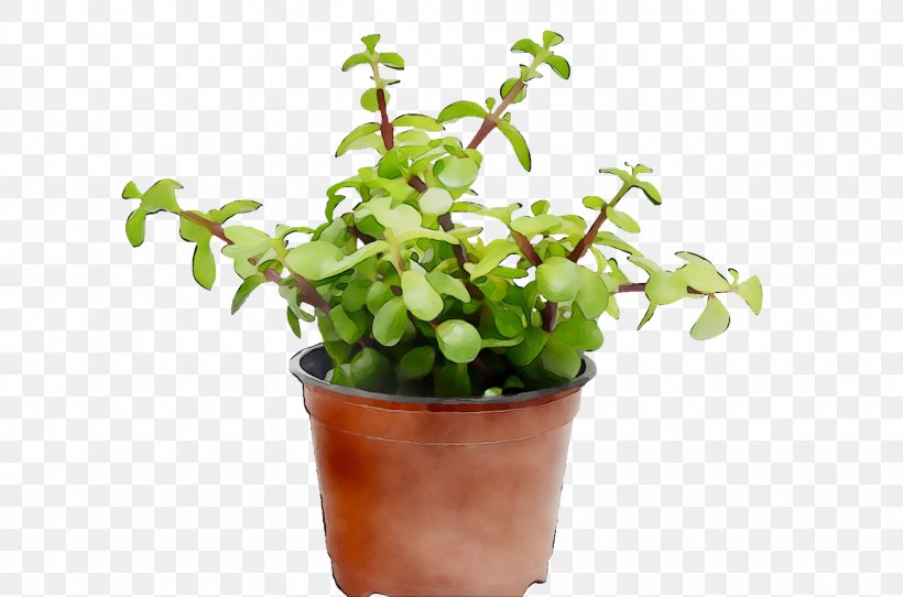 Flowerpot Herb Houseplant, PNG, 1951x1291px, Flowerpot, Flower, Flowering Plant, Herb, Houseplant Download Free