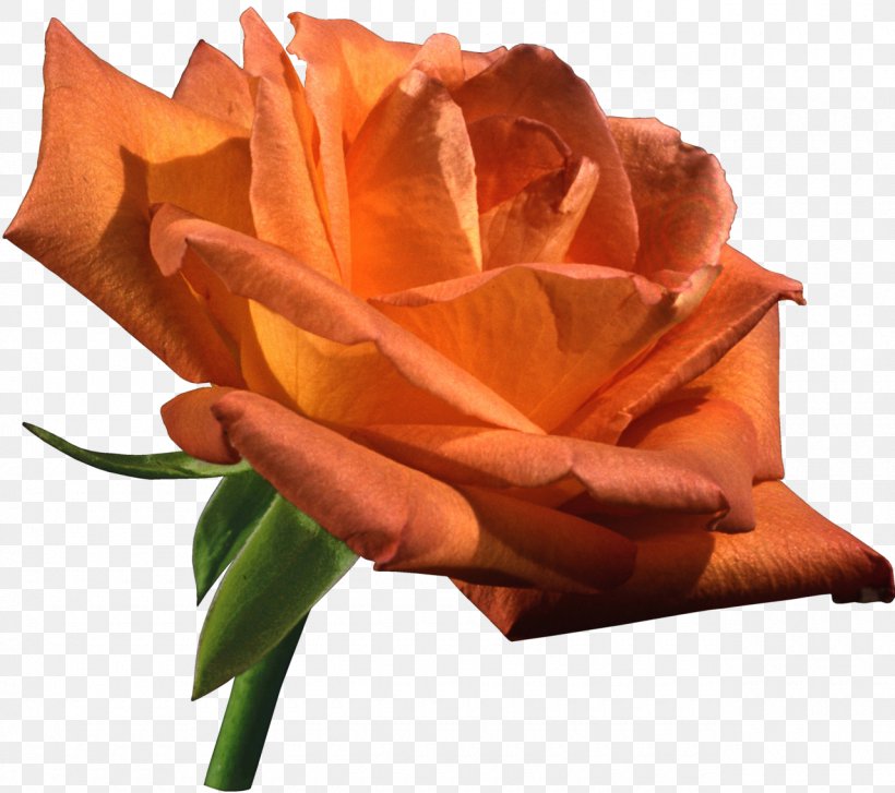 Garden Roses Flower Orange Clip Art, PNG, 1280x1135px, Garden Roses, Bud, Color, Cultivar, Cut Flowers Download Free