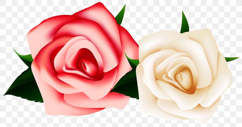 Garden Roses, PNG, 3000x1587px, Garden Roses, Flower, Flowering Plant, Hybrid Tea Rose, Petal Download Free