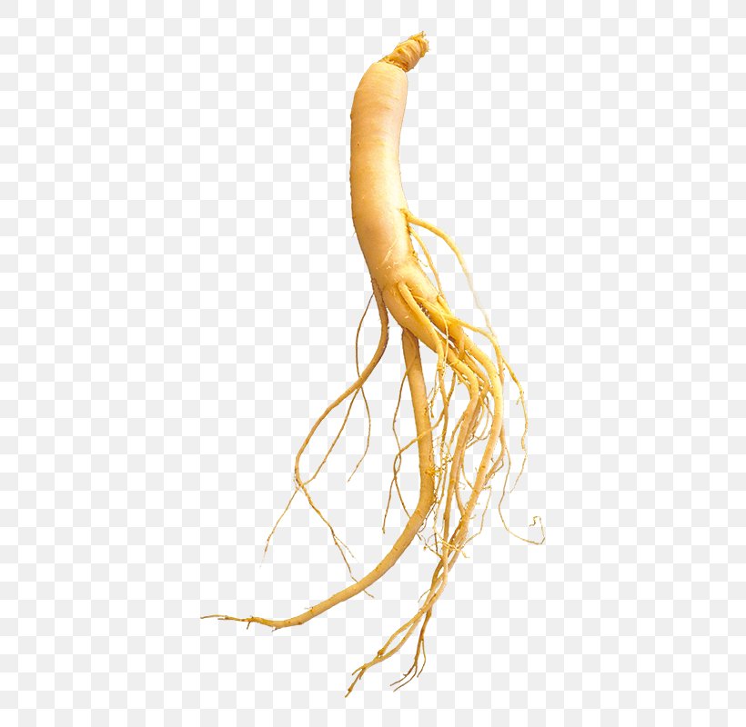 Plant Ginseng, PNG, 800x800px, Plant, Ginseng Download Free