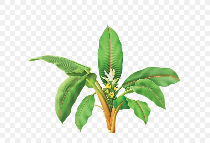 Tea Dietary Supplement Organic Food Turmeric Herb, PNG, 600x560px, Tea, Curcumin, Dietary Supplement, Essiac, Extract Download Free