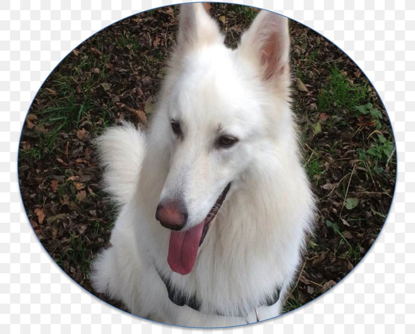 Dog Breed Berger Blanc Suisse White Shepherd American Indian Dog Canadian Eskimo Dog, PNG, 765x660px, Dog Breed, American Eskimo Dog, Berger Blanc Suisse, Breed, Canaan Dog Download Free