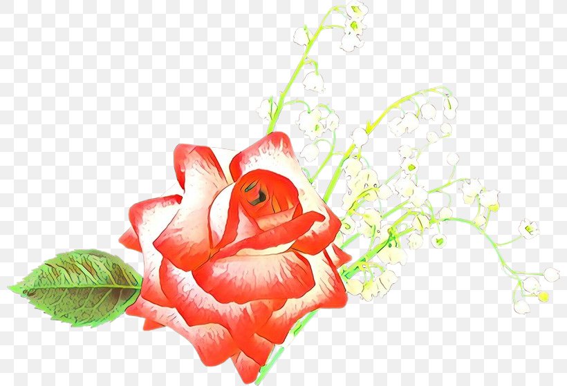 Garden Roses, PNG, 800x559px, Cartoon, Flower, Garden Roses, Petal, Pink Download Free