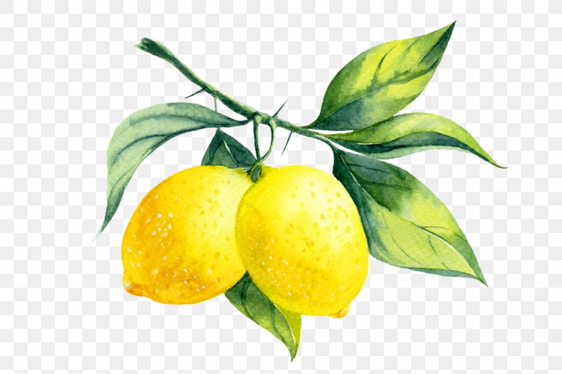 Lemon Liqueur Watercolor Painting, PNG, 1000x666px, Lemon Liqueur, Apple, Bitter Orange, Branch, Citric Acid Download Free