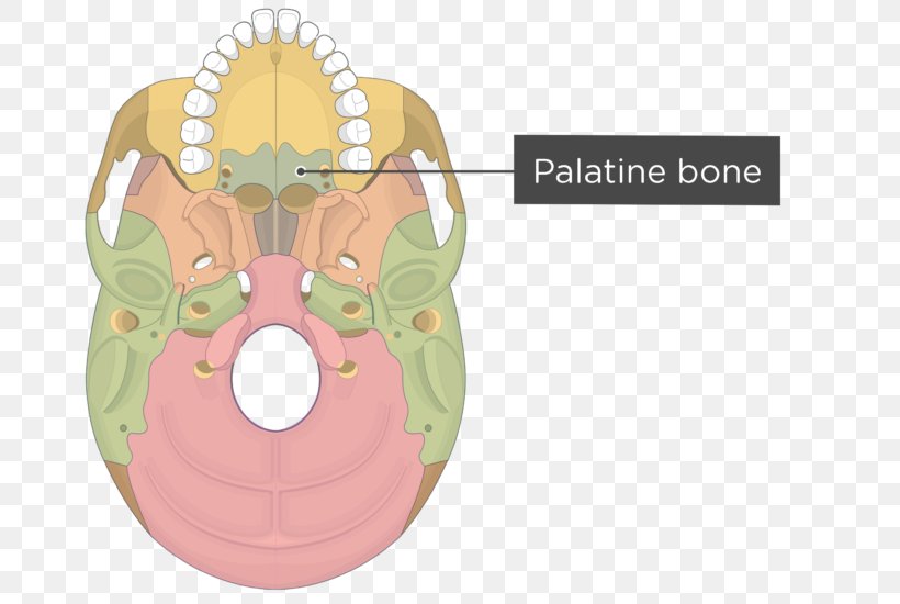 Pterygoid Processes Of The Sphenoid Pterygoid Hamulus Medial Pterygoid Muscle Lateral Pterygoid Muscle Sphenoid Bone, PNG, 745x550px, Watercolor, Cartoon, Flower, Frame, Heart Download Free