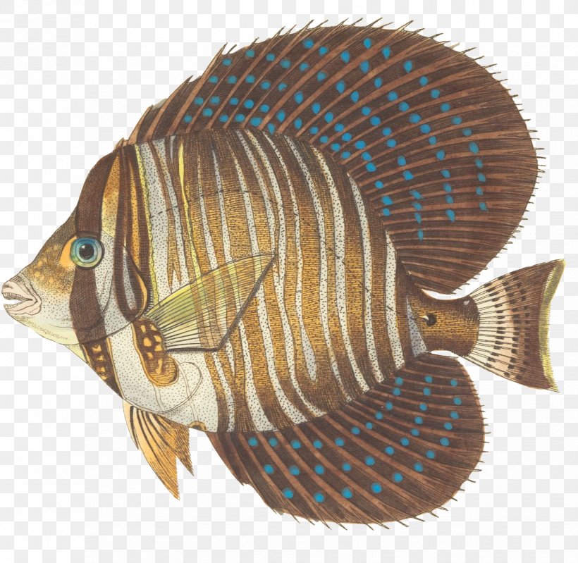 Red Sea Sailfin Tang Yellow Tang Zebrasoma Scopas Palette Surgeonfish, PNG, 1756x1713px, Sailfin Tang, Acanthuridae, Acanthurus, Acanthurus Nigrofuscus, Coral Reef Fish Download Free