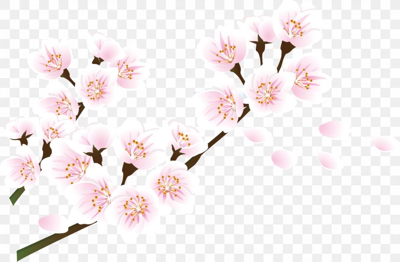 Cherry Blossom Petal, PNG, 1613x1057px, Cherry Blossom, Blossom, Branch, Floral Design, Floristry Download Free