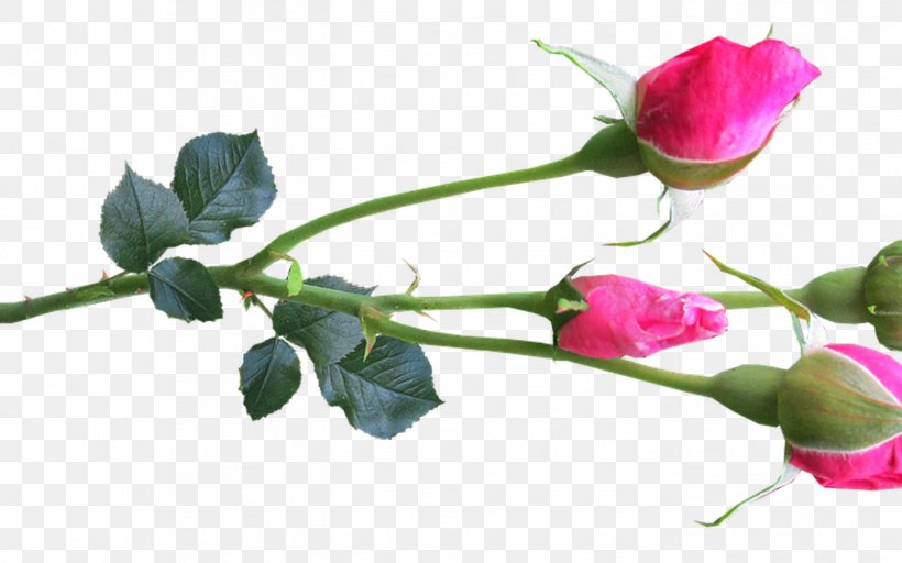 Garden Roses Cabbage Rose Bud Plant Stem Flower, PNG, 1368x855px, Garden Roses, Branch, Bud, Cabbage Rose, Cut Flowers Download Free