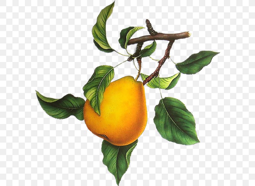 Clementine Tangelo European Pear Tangerine, PNG, 600x600px, Clementine, Apple, Bitter Orange, Branch, Citrus Download Free