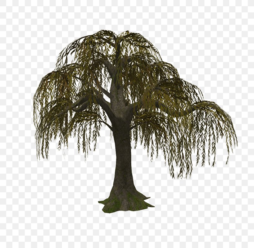 Family Tree Background, PNG, 800x800px, Branching, Branch, Grass, Leaf, Oak Download Free